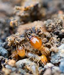 シロアリを見かけたら