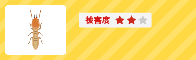 被害度2 イエシロアリ