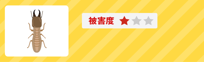 被害度1 アメリカカンザイシロアリ