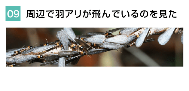 周辺で羽アリが飛んでいるのを見た