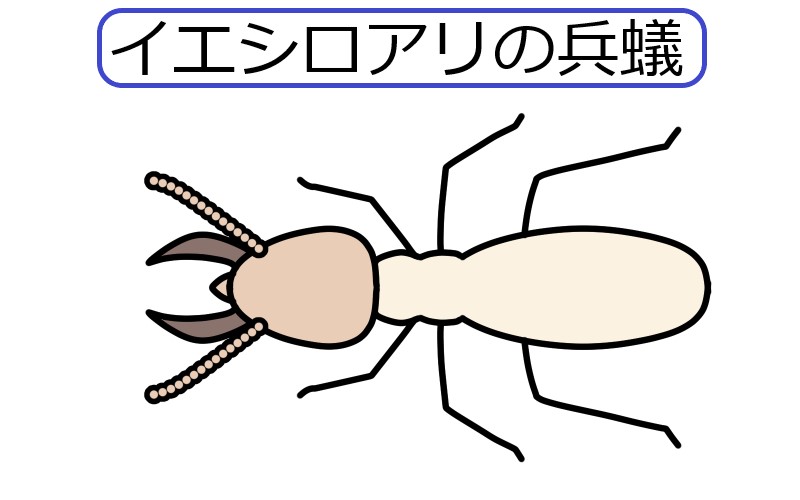 イエシロアリの兵蟻の絵